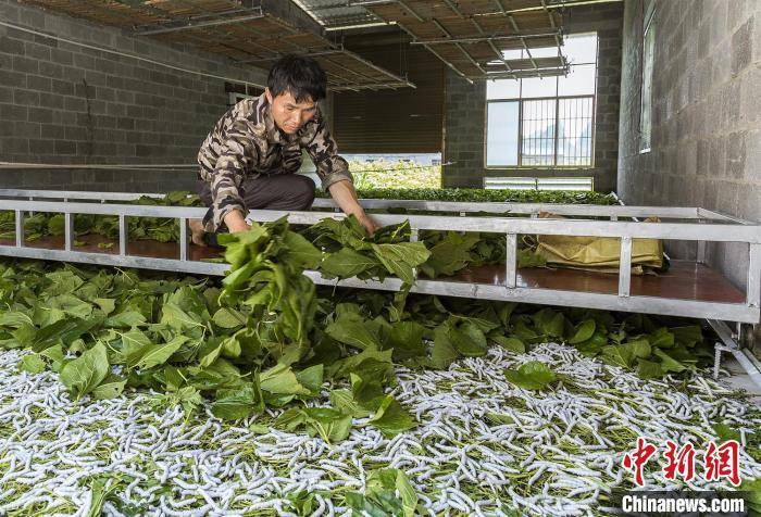 澳门最精准正最精准龙门蚕-精选解释解析落实